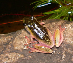 Hyperolius marmoratus marmoratus