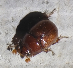 Odonteus