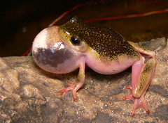 Hyperolius marmoratus marmoratus