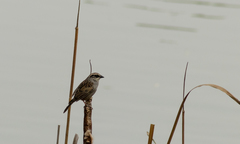 Oriturus superciliosus