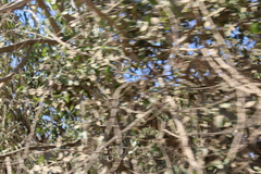 Philenoptera