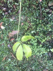 Causonis japonica