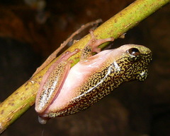 Hyperolius marmoratus marmoratus