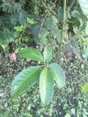 Causonis japonica
