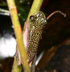 Hyperolius marmoratus marmoratus
