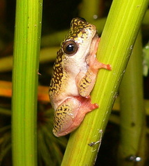 Hyperolius marmoratus marmoratus