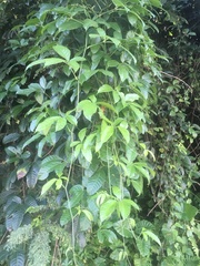 Causonis japonica