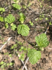 Physocarpus malvaceus