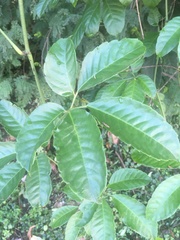 Causonis japonica