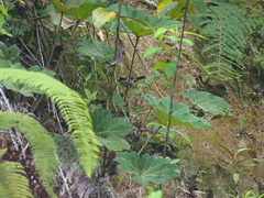 Atlapetes leucopterus