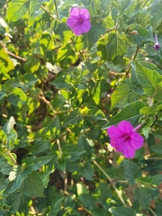 Mirabilis jalapa