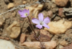 Leptosiphon breviculus