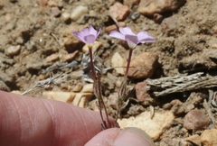 Leptosiphon breviculus