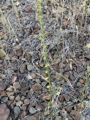 Sairocarpus vexillocalyculatus
