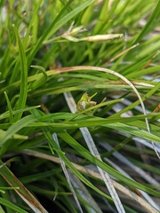 Carex tonsa