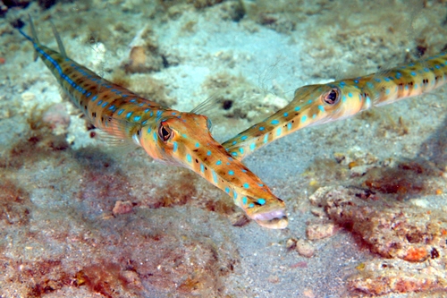 Atlantic Bluespotted Cornetfish