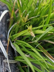 Carex tonsa