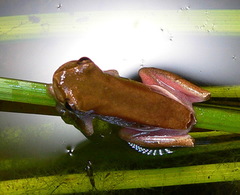 Hyperolius marmoratus marmoratus