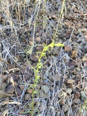 Sairocarpus vexillocalyculatus