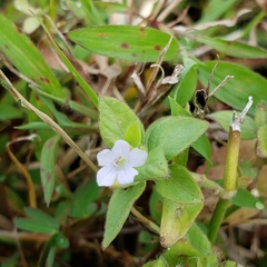 Ruellia blechum
