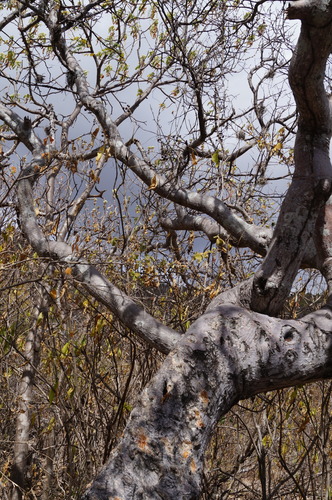 Bursera heliae Rzed. & Calderón 3