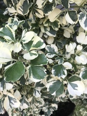 Polyscias guilfoylei