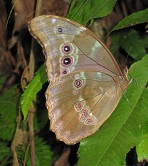 Morpho menelaus