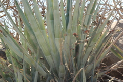 Dasylirion berlandieri