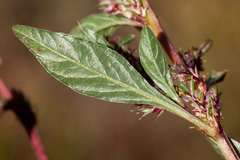 Amaranthus torreyi