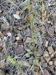 Sairocarpus vexillocalyculatus