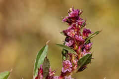 Amaranthus torreyi