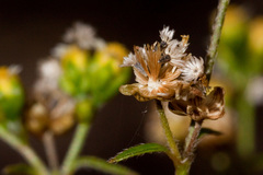 Galinsoga parviflora semicalva