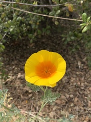 Eschscholzia californica maritima