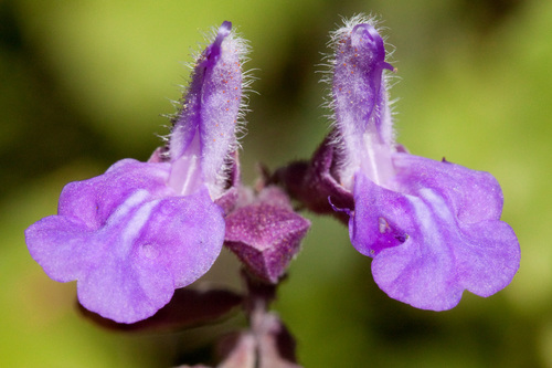 Salvia pinguifolia (Fernald) Wooton & Standl.