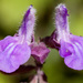 Salvia pinguifolia - Photo Ningún derecho reservado