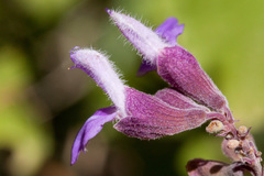 Salvia pinguifolia