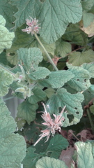 Pelargonium tomentosum
