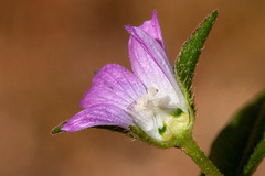 Anoda cristata