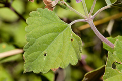 Salvia pinguifolia