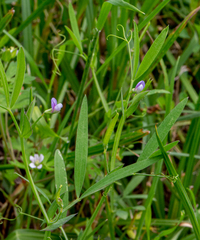 Lathyrus pusillus