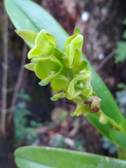 Epidendrum alvarezdeltoroi