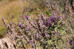 Salvia pinguifolia