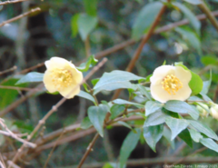 Philadelphus mexicanus