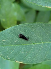 Mystacides sepulchralis