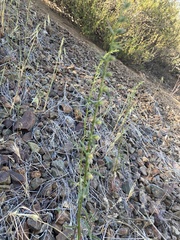 Sairocarpus vexillocalyculatus