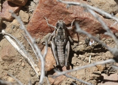 Oedaleonotus phryneicus