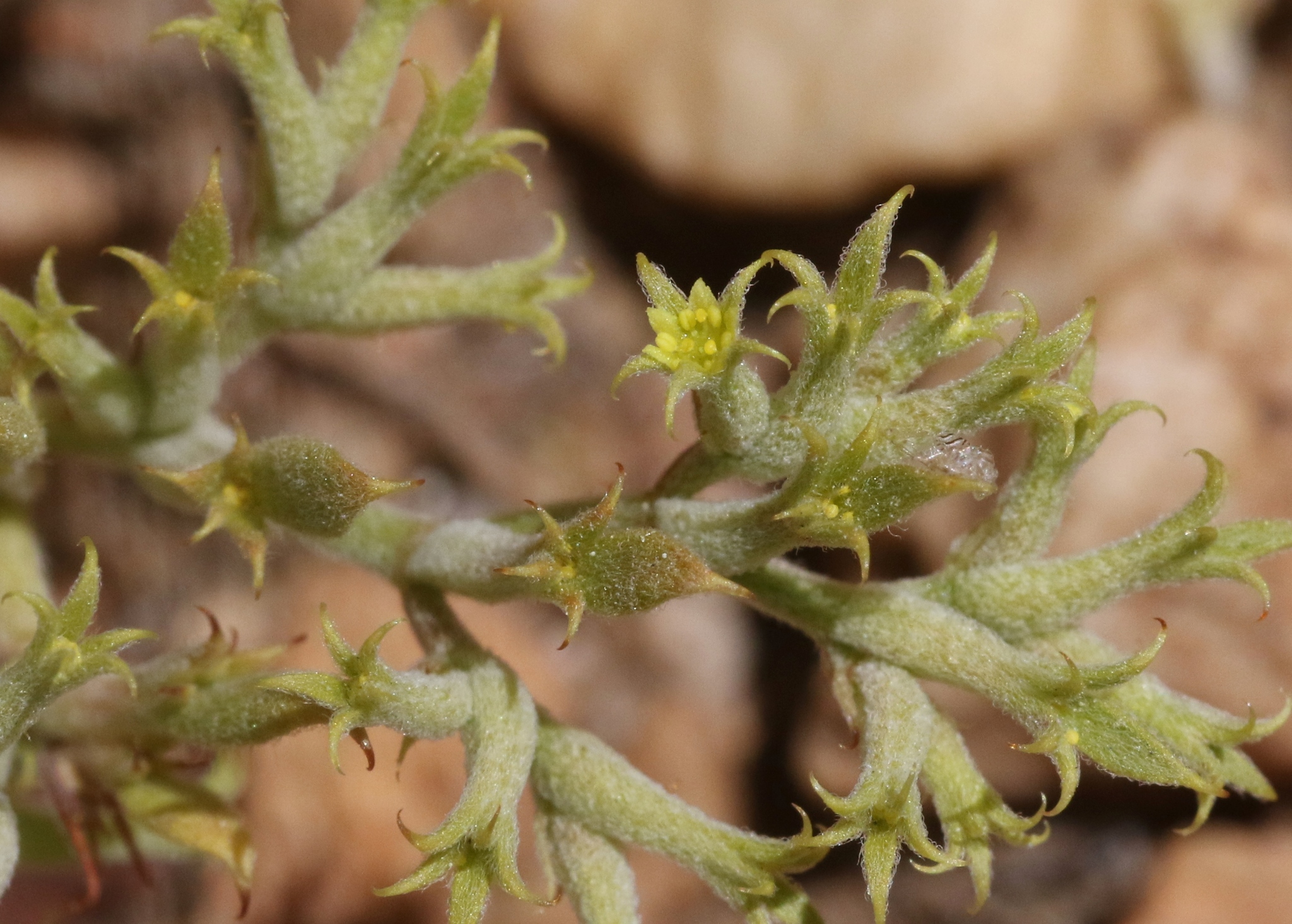 Chorizanthe watsonii