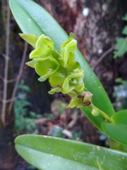 Epidendrum alvarezdeltoroi