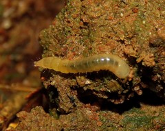 Pyrearinus termitilluminans