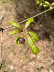 Dryocosmus quercuslaurifoliae